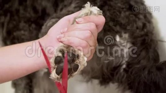 训爪狗。 梳毛的灰狗品种迷你雪纳泽。视频
