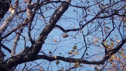 柳蒂鸟在树枝上栖息视频