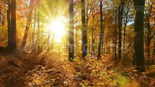 太阳把美丽的光线投射到秋天的森林里视频