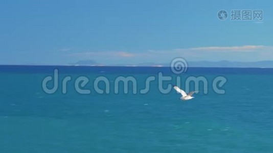 海鸥在海面上空的蓝天上飞翔.. 特写录像。视频