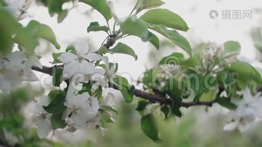 一棵开花的苹果树的枝条。视频