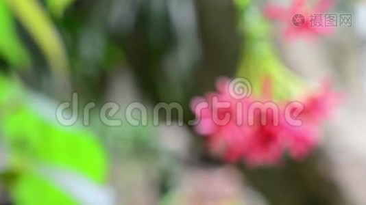 用模糊的绿色背景把花园里的红花收起来视频