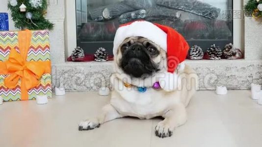穿圣诞服装的滑稽小狗的特写肖像，戴着圣诞老人的帽子，看着镜头视频