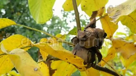 收获时间。 黄叶和成熟的核桃果实挂在树枝上，随风摆动。视频