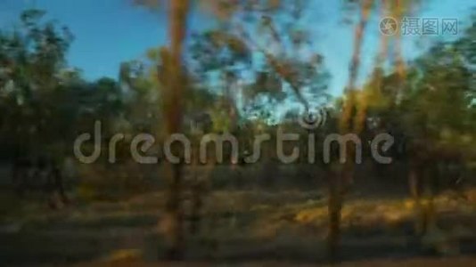 黄昏穿过澳大利亚灌木丛视频