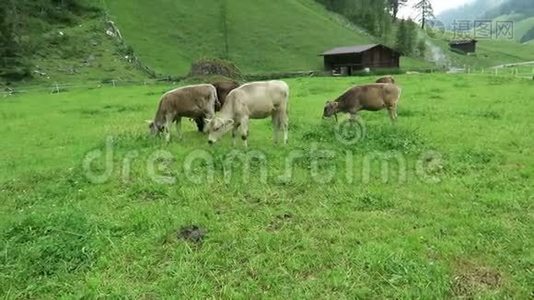 在维默塔尔河谷提罗尔的农田里放牧的幼牛视频