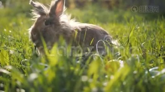 小兔子在晴天吃草，班尼·布朗视频