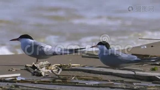 两只燕鸥坐在靠近水边的沙质岸边`休息。 海浪在岸上翻滚。视频