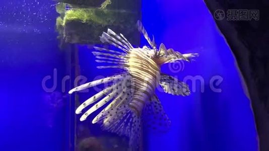 热带多彩珊瑚礁鱼白狮子鱼，田鼠在海水中游泳水族馆视频