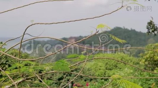 泰国逆天的热带绿色植物。 天空穿过绿色植物和棕榈叶。视频