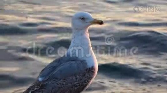 海鸥站在海边附近视频