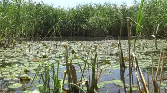 漂浮在湖面上的水生植物。 乌克兰视频