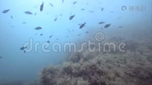 关于黑海鱼类和珊瑚礁学校的看法视频