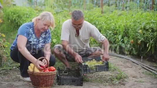 农民在他们的花园里工作，种植有机蔬菜和水果出售。 我们把一个成熟的收成放在篮子里视频