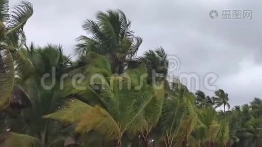 棕榈树有风雨视频