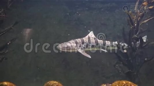 在水中游泳的豹鲨的特写镜头，猎狗鲨鱼的流行物种，来自美国太平洋海岸的热带鱼视频