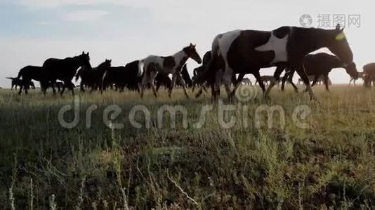 日出时，许多牧马在草原上驰骋视频