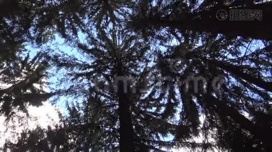 树冠顶天立地视频
