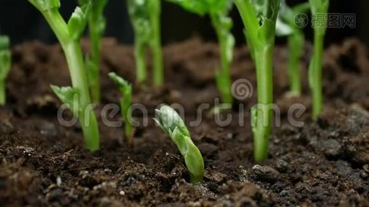 生长的植物时间推移豌豆发芽。 农场种植粮食视频