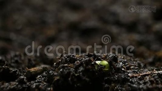 生长的植物及时发芽豌豆发芽。 农场种植粮食视频