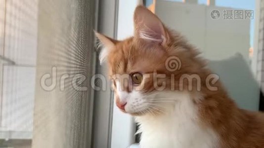 猫看着窗外视频