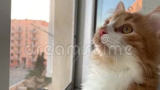 猫看着窗外视频