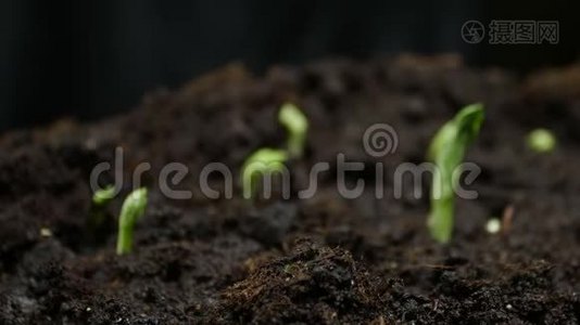 生长的植物及时发芽豌豆发芽。 农场种植粮食视频