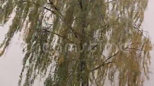 风中的桦树视频
