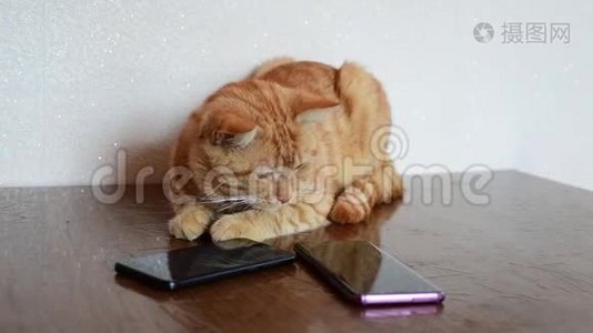 成年猫在智能手机屏幕上看老鼠视频