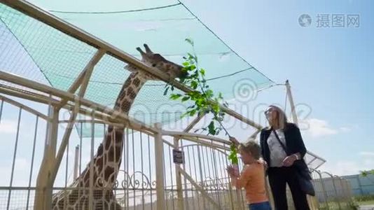 母子在动物园喂长颈鹿视频