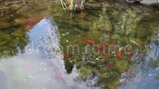 带金属硬币的池塘锦鲤鱼视频