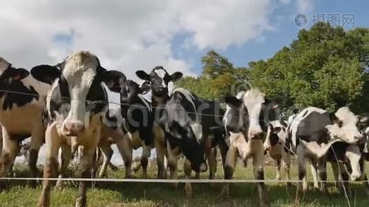 户外视频黑白牛吃青草。 动物饲养、生态养殖理念视频