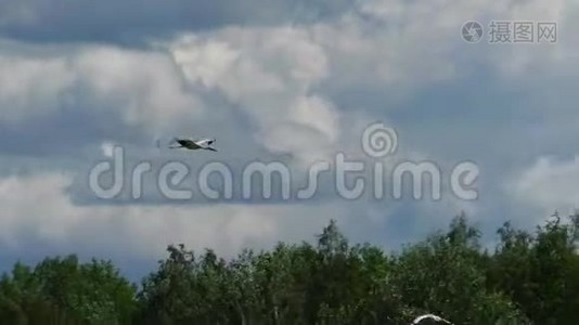 白鹳在云中飞翔。视频