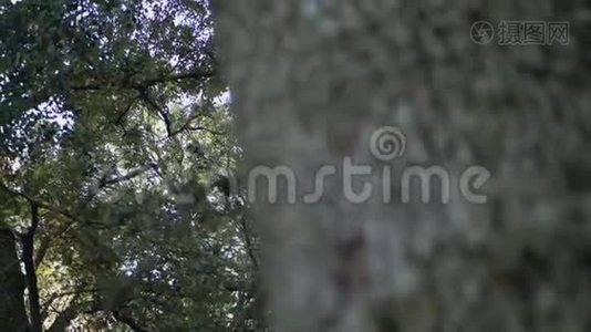 相机留下一棵树，我们看到美丽的森林视频