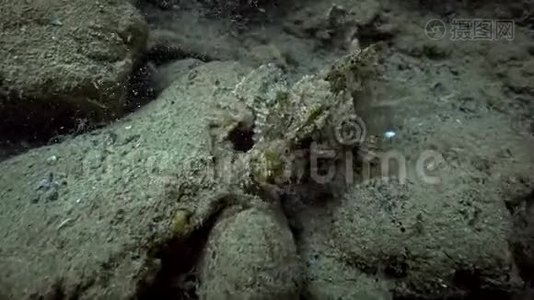 黑海中的欧洲黑蝎子鱼视频