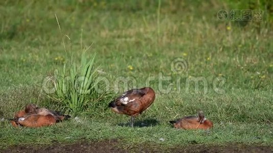 年轻的Ruddy Shelduck小鸭子躺在草地上。 塔多尔纳·费鲁格尼娅视频