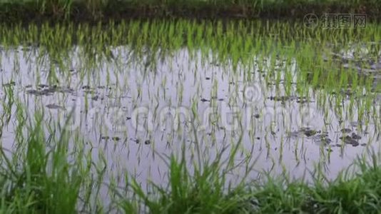 背景观察水稻幼嫩绿芽.. 生长在水稻田，美丽的健康田野，有新鲜的绿叶。视频