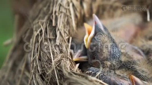 新生的鹅口疮雏鸟的头，它们睡在一个靠近的巢里视频