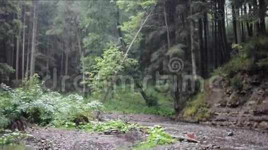 降雨在林架集中.. 山涧在雨中流淌.. 带水的野生景观视频