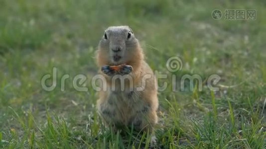 吃蔬菜的地松鼠特写。 草原狗在咀嚼西伯利亚野生动物。视频