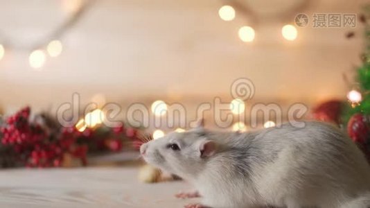 2020年的象征，老鼠坐在圣诞树的背景上装饰。视频