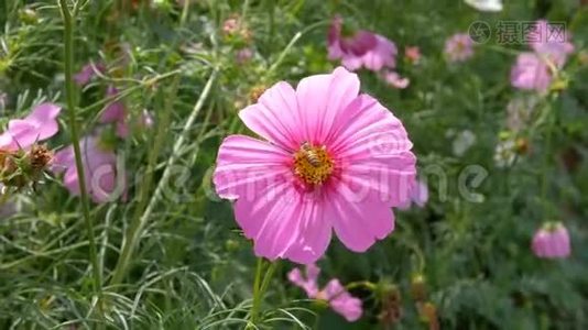 一只小蜜蜂正要闻到粉红色宇宙花的花粉视频