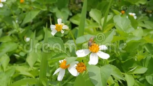 一只小蜜蜂正要闻到白花花的花粉视频