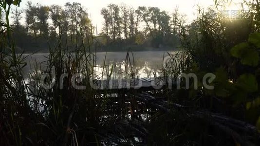 河岸上的日出。 带木鱼码头、芦苇和水上烟雾的景观视频