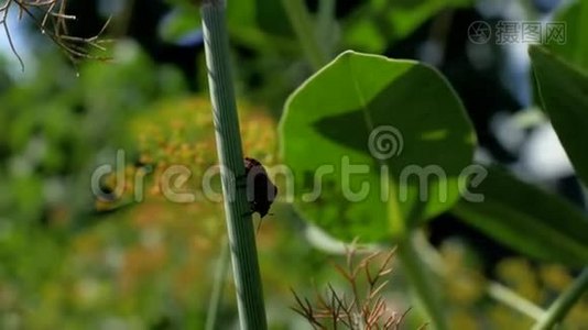 甲虫坐在欧芹茎上。 风摇动着欧芹的茎和叶子。 4k. 4k视频视频