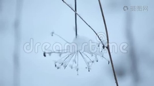 雪下的夏日灌木丛.视频