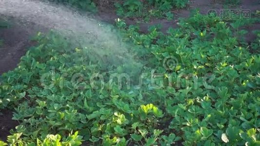 慢动作，农夫在炎热的日子里给草莓浇水。 干净的水流慢慢地落在绿叶上视频