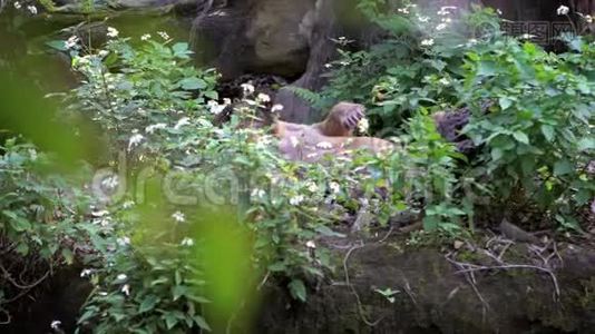 在动物园里，太阳熊躺在树林中的草地上的慢动作。视频