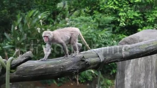 台湾岩斑猴在动物园的树顶上打壁视频