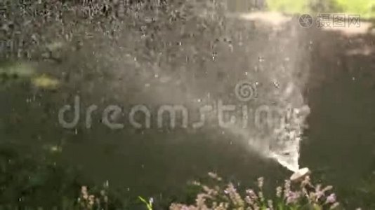 特写的给花园浇水，小草和鲜花，水滴在阳光下..视频